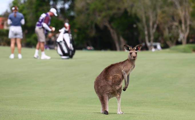 GOLF AUSTRALIAN WPGA, A kangaroo is seen as Australia s Hannah Green prepares to play a shot on the 5th hole during the 3rd round of the 2026 Australian WPGA Championship at Sanctuary Cove Golf and Country Club on the Gold Coast, Saturday March 21, 2026. ( NO ARCHIVING, EDITORIAL USE ONLY GOLD COAST QUEENSLAND AUSTRALIA  Copyright: xx 20260321188607862575
