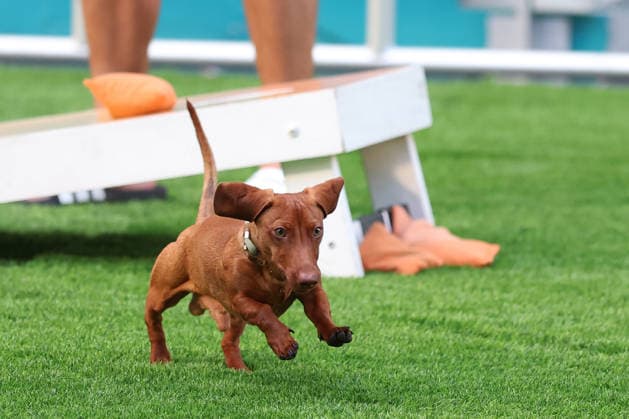 March 26, 2026, Miami Gardens, Florida, United States Of America: MIAMI GARDENS, FLORIDA - MARCH 26: Alexander Zverev spotted with his dog, Mishka, on day 10 of the Miami Open at Hard Rock Stadium on March 26, 2026 in Miami Gardens, Florida. ...People: Mishka Miami Gardens United States Of America - ZUMAs214 20260326_ada_s214_022 Copyright: xSMGx