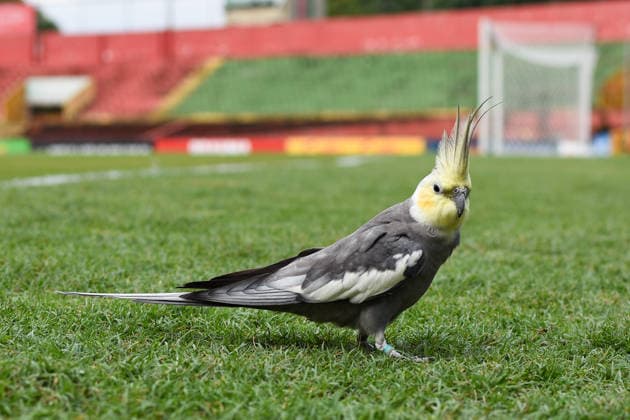 Brasil x Paraguai Sub 20 SaO PAULO, SP - 31.03.2026: BRASIL X PARAGUAI SUB 20 - A cockatiel is seen on the field moments before the match between Brazil x Paraguay, a friendly match in the Under 20 category, this Tuesday (31) at CanindÃ Stadium, SP. (Photo: Roberto Casimiro Fotoarena) x2915690x  RobertoxCasimiro