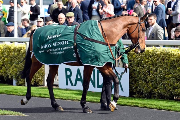 11.04.2026, Aintree, Liverpool, GBR - Dual Aintree grade 1 winner Ahoy Senor in the parade ring. Aintree racecourse. (Pferd, Ahoy Senor) 260411C902AINTREE.JPG *** 11 04 2026, Aintree, Liverpool, GBR Dual Aintree grade 1 winner Ahoy Senor in the parade ring Aintree racecourse horse, Ahoy Senor 260411C902AINTREE JPG