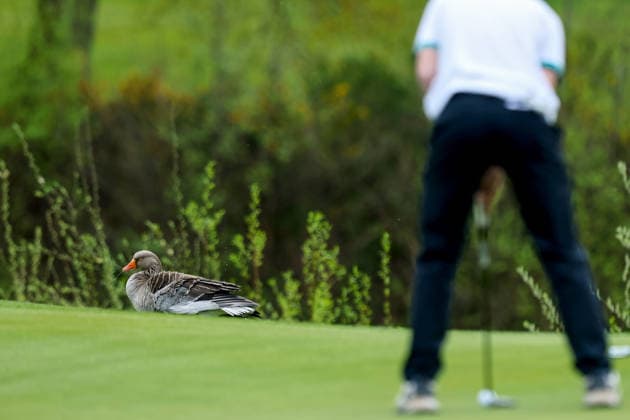 REPRO FREE *PRESS RELEASE NO REPRODUCTION FEE* EDITORIAL USE ONLY Flogas Irish Boys Amateur Open Championship, Malone Golf Club, Belfast 19 4 2026 A view duck next to the green A view duck next to the green 19 4 2026  Copyright: x INPHO RyanxByrnex RB1_2490