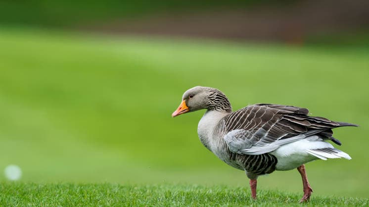 REPRO FREE *PRESS RELEASE NO REPRODUCTION FEE* EDITORIAL USE ONLY Flogas Irish Boys Amateur Open Championship, Malone Golf Club, Belfast 19 4 2026 A view of a duck A view of a duck 19 4 2026  Copyright: x INPHO RyanxByrnex RB1_2709