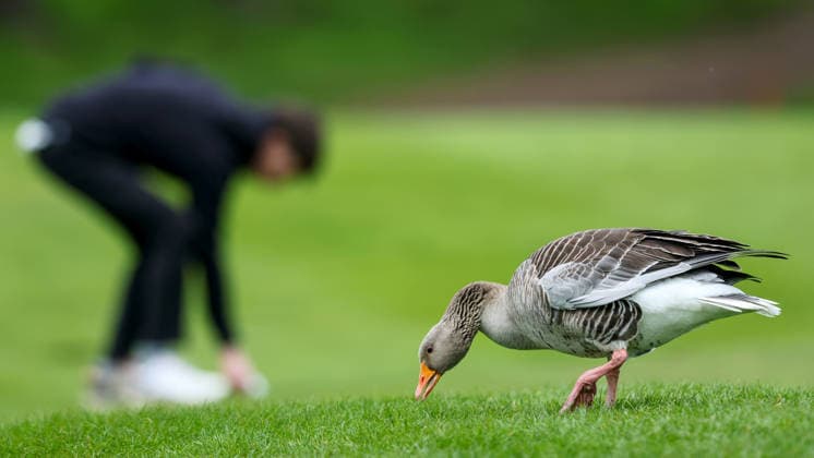 REPRO FREE *PRESS RELEASE NO REPRODUCTION FEE* EDITORIAL USE ONLY Flogas Irish Boys Amateur Open Championship, Malone Golf Club, Belfast 19 4 2026 A view of a duck A view of a duck 19 4 2026  Copyright: x INPHO RyanxByrnex RB1_2737