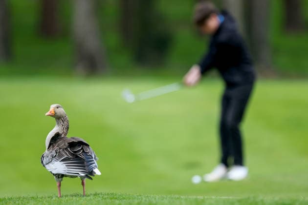 REPRO FREE *PRESS RELEASE NO REPRODUCTION FEE* EDITORIAL USE ONLY Flogas Irish Boys Amateur Open Championship, Malone Golf Club, Belfast 19 4 2026 A view of a duck A view of a duck 19 4 2026  Copyright: x INPHO RyanxByrnex RB1_2817