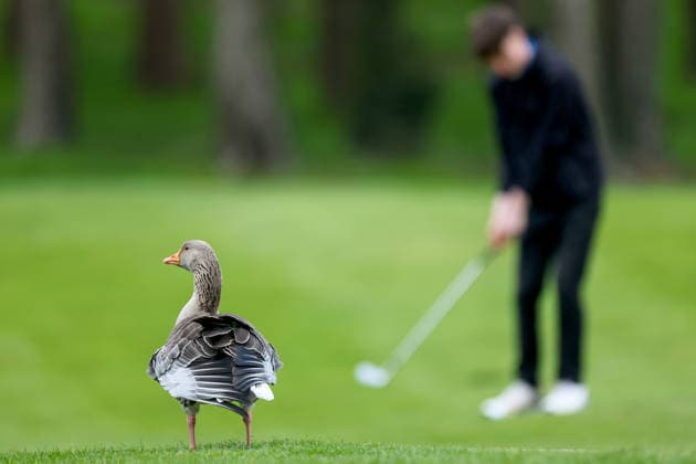 REPRO FREE *PRESS RELEASE NO REPRODUCTION FEE* EDITORIAL USE ONLY Flogas Irish Boys Amateur Open Championship, Malone Golf Club, Belfast 19 4 2026 A view of a duck A view of a duck 19 4 2026  Copyright: x INPHO RyanxByrnex RB1_2837