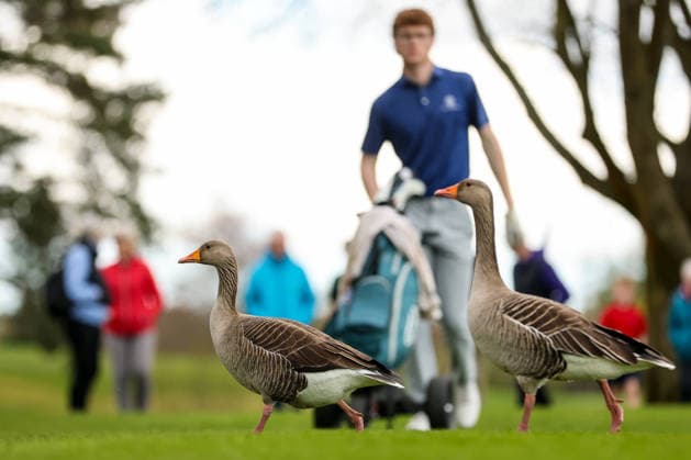 REPRO FREE *PRESS RELEASE NO REPRODUCTION FEE* EDITORIAL USE ONLY Flogas Irish Boys Amateur Open Championship, Malone Golf Club, Belfast 19 4 2026 A view of a ducks A view of a ducks 19 4 2026  Copyright: x INPHO RyanxByrnex RB2_0227