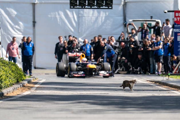 F1 Istanbul Launch Day A stray cat passes by before Red Bull Racing driver Yuki Tsunoda of Japan performs a demonstration run as part of the Formula 1 Turkish Grand Prix launch event after departing from Galataport in Istanbul, Turkiye, on April 24, 2026. istanbul Istanbul Turkey  Copyright: xYagizxGurtugx originalFilename:gurtug-yukitsun260424_npKrT.jpg