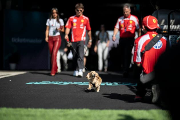 Practice Session F1 Grand Prix of Miami 16 Charles Leclerc (Ferrari) and his wife Alexandre de Saint Mleux and Leo, the dog, before practice session of the F1 Grand Prix of Miami at Miami International Autodrome on May 1, 2026 in Miami Florida . Photo by Eliot Blondet ABACAPRESS.COM Miami Florida  Copyright: xBlondetxEliot ABACAx