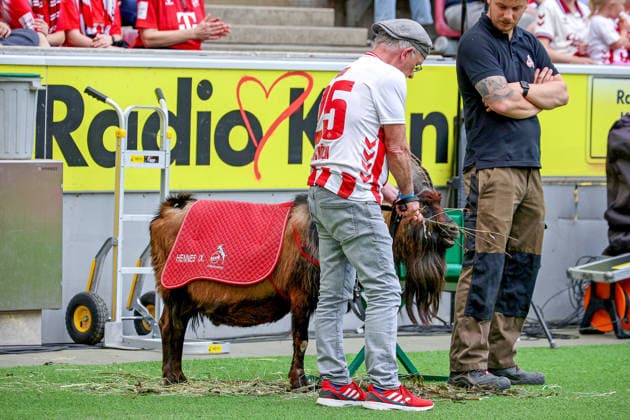 02 05 2026, xsscx, Women Football, 1 FC Köln Werder Bremen, 1 Soccer Bundesliga, 24 Matchday, RheinEnergie Stadion, Season 2025 2026 Matchday Supervisor Ingo Reipka with Billy Goat Hennes IX DFB regulations prohibit any use of photographs as image sequences and or quasi video Photo xSandraxScherningxPressefotoKochx Nordrhein Westfalen Germany