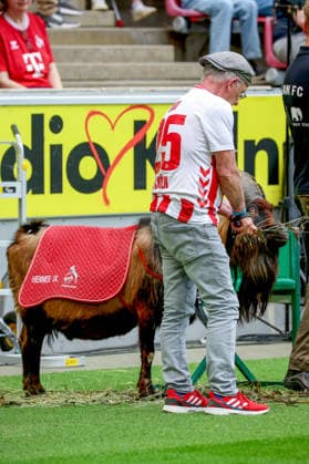 02 05 2026, xsscx, Women Football, 1 FC Köln Werder Bremen, 1 Soccer Bundesliga, 24 Matchday, RheinEnergie Stadion, Season 2025 2026 Matchday Supervisor Ingo Reipka with Billy Goat Hennes IX DFB regulations prohibit any use of photographs as image sequences and or quasi video Photo xSandraxScherningxPressefotoKochx Nordrhein Westfalen Germany