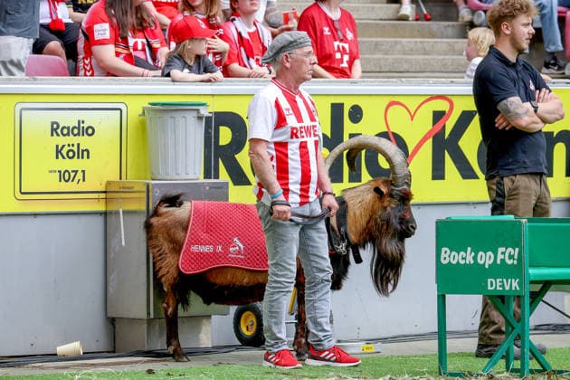 02 05 2026, xsscx, Women Football, 1 FC Köln Werder Bremen, 1 Soccer Bundesliga, 24 Matchday, RheinEnergie Stadion, Season 2025 2026 Matchday Supervisor Ingo Reipka with Billy Goat Hennes IX DFB regulations prohibit any use of photographs as image sequences and or quasi video Photo xSandraxScherningxPressefotoKochx Nordrhein Westfalen Germany