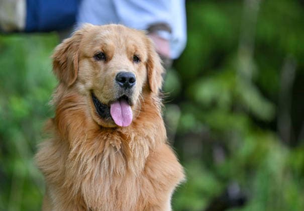 GOLF - Goesser Open 2026 MARIA LANKOWITZ,AUSTRIA,15.MAY.26 - GOLF - Alps Tour, Goesser Open, GC Erzherzog Johann. Image shows a dog.  GEPAxpictures xAvnixRetkoceri