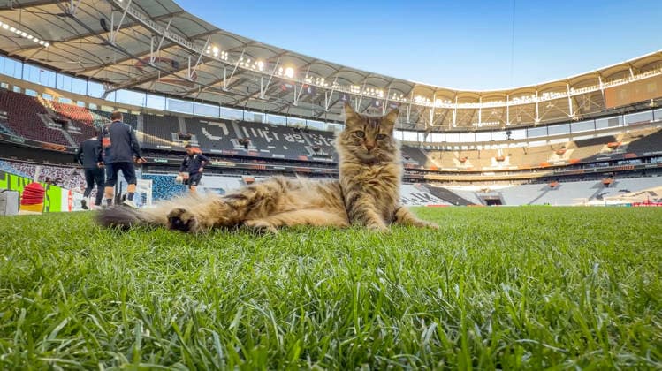 Turkey, Istanbul, Europe Football UEFA Europa League 2025 2026, Final, SC Freiburg vs Aston Villa, Tüpras Stadyumu, Cat on the pitch during SC Freiburgs final training session at Besiktas Istanbul stadium Curious and idyllic snapshot before the European Cup final, stadium atmosphere, grass sports, UEFA, football, media moment, animal on the pitch, preparation, final atmosphere, sports venue, Istanbul Final 2026 Copyright: xJOERANxSTEINSIEKx
