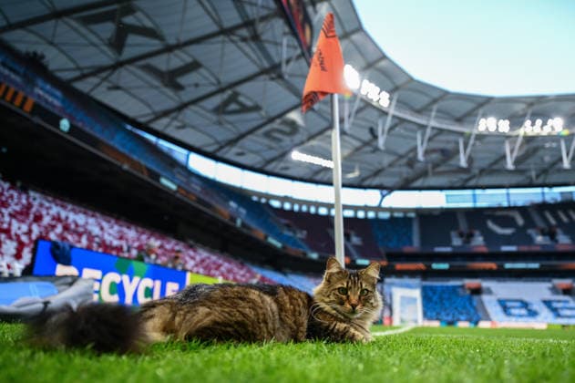 Freiburg completes preparations for Aston Villa match ISTANBUL, TURKIYE - MAY 19: A cat is seen at the pitch as Freiburg completes its preparations with a training session at Tupras Stadium ahead of tomorrow’s UEFA Europa League match against England’s Aston Villa in Istanbul, Turkiye on May 19, 2026. Arif Hudaverdi Yaman Anadolu Istanbul Turkey. Editorial use only. Please get in touch for any other usage.  Copyright: x2026xAnadoluxArifxHudaverdixYamanx