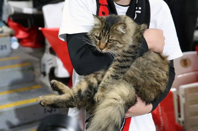 20.05.2026, xrekx, Fussball Europa League Finale 2026, SC Freiburg - Aston Villa v.l. Freiburg Fan mit einer Katze auf dem Arm (DFL DFB REGULATIONS PROHIBIT ANY USE OF PHOTOGRAPHS as IMAGE SEQUENCES and or QUASI-VIDEO) Istanbul *** 20 05 2026, xrekx, Football Europa League Final 2026, SC Freiburg Aston Villa v l Freiburg fan with a cat on his arm DFL DFB REGULATIONS PROHIBIT ANY USE OF PHOTOGRAPHS as IMAGE SEQUENCES and or QUASI VIDEO Istanbul