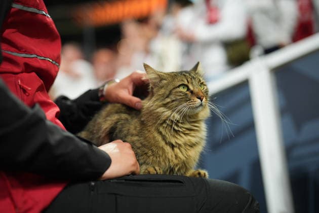 Freiburg v Aston Villa - UEFA Europa League final ISTANBUL, TURKIYE - MAY 20: Fans pet the cat that entered the pitch before the UEFA Europa League final match between Freiburg and Aston Villa at Besiktas Park in Istanbul, Turkiye, on May 20, 2026. Hakan Akgun Anadolu Istanbul Turkey. Editorial use only. Please get in touch for any other usage.  Copyright: x2026xAnadoluxHakanxAkgunx