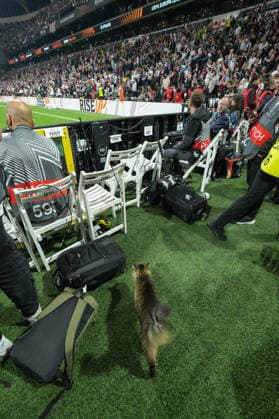 Cat inside , Turkey, Football, UEFA Europa League, Final, 2025 2026, SC Freiburg vs Aston Villa, 20 05 2026, Tüprasü Stadium, Besiktasü Park, Istanbul Istanbul Tüprasü Stadium, Besiktasü Par Istanbul Turkey Copyright: xArnexAmbergx