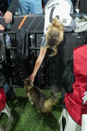 Cat with the fans , Turkey, Football, UEFA Europa League, Final, 2025 2026, SC Freiburg vs Aston Villa, 20 05 2026, Tüprasü Stadium, Besiktasü Park, Istanbul Istanbul Tüprasü Stadium, Besiktasü Par Istanbul Turkey Copyright: xArnexAmbergx