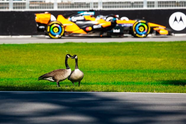 F1 - CANADIAN GRAND PRIX 2026 Geese birds watching PIASTRI Oscar (aus), McLaren F1 Team MCL40, action during the Formula 1 Grand Prix du Canada 2026, 5th round of the 2026 Formula One World Championship, WM, Weltmeisterschaft from May 22 to 24, 2026 on the Circuit Gilles Villeneuve, in MontrÃ al, Canada - MontrÃ alCanada  Copyright: xFLORENTxGOODENx