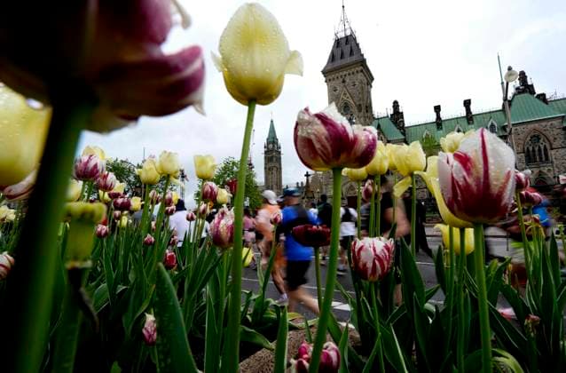 May 24, 2026, Ottawa, On, CAN: Runners pass tulips lining Wellington Street near Parliament Hill s Peace Tower as they start the Ottawa Marathon in Ottawa, on Sunday, May 24, 2026. Canada News - May 24, 2026  - ZUMAc35_ 0857449659st Copyright: xJustinxTangx
