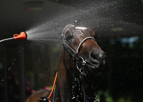 25 05 2026, xophax, kölngalopp , racecourse Weidenpesch , charity race day , horses are supplied with water after the race Cologne