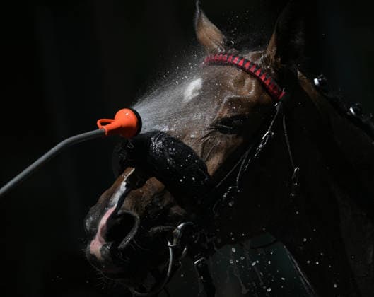 25 05 2026, xophax, kölngalopp , racecourse , Weidenpesch , charity race day , summer , heat in Germany horse we splashed with water after the race Cologne