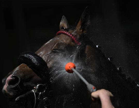 25 05 2026, xophax, kölngalopp , racecourse , Weidenpesch , charity race day , summer , heat in Germany horse we splashed with water after the race Cologne