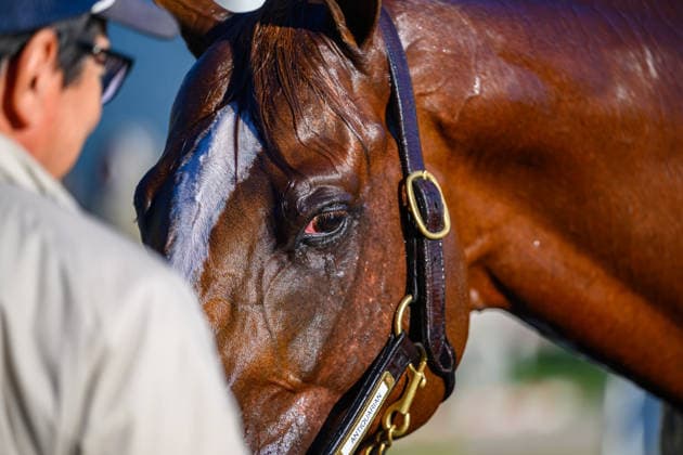 Horse Racing 2026: Belmont Stakes Preparations JUN 3 June 3, 2026, USA: Scenes from the backside at Saratoga Racecourse in Saratoga Springs, New York on June 3, 2026. Carlos J. Calo Eclipse Sportswire CSM(Credit Image: Â Carlos J. Calo Cal Media) USA EDITORIAL USE ONLY Copyright: xx ZUMA-20260603_faf_cs17_028.jpg CarlosxJ.xCalox csmphotothree492892