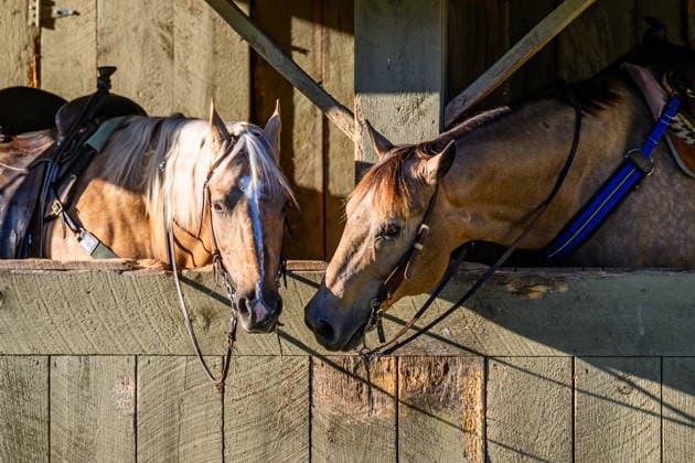 June 3, 2026, USA: Scenes from the backside at Saratoga Racecourse in Saratoga Springs, New York on June 3, 2026. Eclipse Sportswire CSM Horse Racing 2026: Belmont Stakes Preparations JUN 3  - ZUMAcs17 20260603_faf_cs17_014 Copyright: x CarlosxJ.xCalox