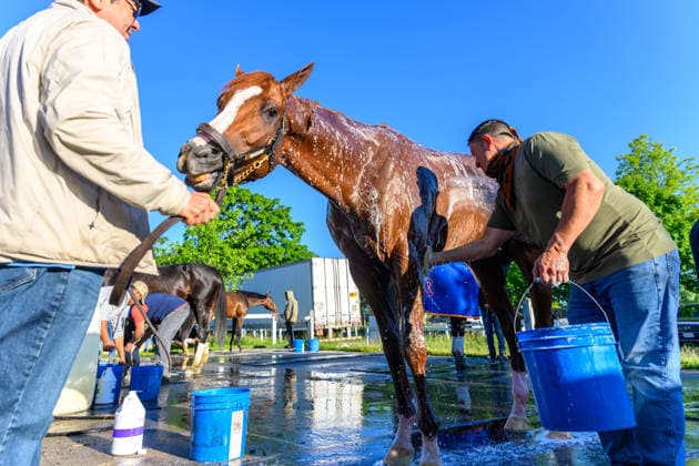 June 3, 2026, USA: Horses bathe at Saratoga Racecourse in Saratoga Springs, New York on June 3, 2026. Eclipse Sportswire CSM Horse Racing 2026: Belmont Stakes Preparations JUN 3  - ZUMAcs17 20260603_faf_cs17_021 Copyright: x CarlosxJ.xCalox