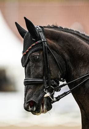 Balve Optimum on Friday, June 5, 2026 FOR EDITORIAL PURPOSES ONLY EDITORIAL USE ONLY p Regine Mispelkamp on Highlander Delights at the Prize of 360 Grad Sportpferde German Championships Para Dressage Grade IV and V on Friday, June 5, 2026 at the Balve Optimum in Balve Copyright SvenjaxHanusch Copyright: SvenjaxHanusch doc865opk339a9gs4rn7tn ,EDITORIAL USE ONLY Copyright: SvenjaxHanusch
