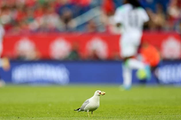 Fußball, Testspiel, Kanada - Irland International Friendly, Länderspiel, Nationalmannschaft Stade Saputo, MontrÃ A view of a seagull on the pitch 6 6 2026  Copyright: x INPHO RyanxByrnex RB1_8991