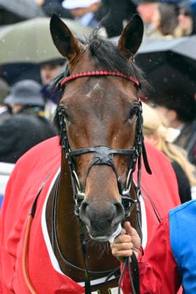 06 06 2026, Epsom, Surrey, GBR Portrait of Maltese Cross Epsom Downs racecourse horse, Maltese Cross, Portrait, Portraet 260606C716EPSOM JPG