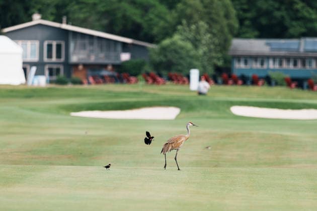 PGA, Golf Herren Tour Champions: American Family Insurance Championship - Final Round MADISON, WI - JUNE 7: A sandhill crane walks across the green near hole one as a red-winged blackbird flies nearby during the PGA Tour Champions: American Family Insurance Championship - Final Round at TPC Wisconsin on June 7, 2026 in Madison, Wisconsin. Madison TPC Wisconsin Wisconsin United States Copyright: xRossxHarried ISIxPhotosx 9314