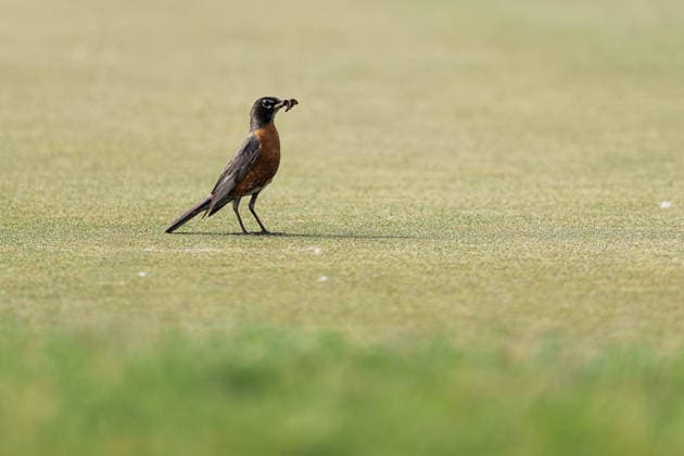 PGA, Golf Herren Tour Champions: American Family Insurance Championship - Final Round MADISON, WI - JUNE 7: A robin stands on the grass holding a worm in its beak during the PGA Tour Champions: American Family Insurance Championship - Final Round at TPC Wisconsin on June 7, 2026 in Madison, Wisconsin. Madison TPC Wisconsin Wisconsin United States Copyright: xRossxHarried ISIxPhotosx 9314