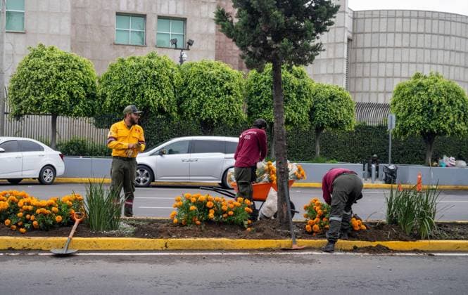 Soccer, men, 2025 26 season, FIFA Word Cup 2026 in Mexico, Canada and USA, Mexico City two days local time before the opening match, in the picture shortly before the Aztec stadium Estadio Banorte the central strips are still being planted and embellished, 09 06 2026, Copyright: xMatthiasxKochx