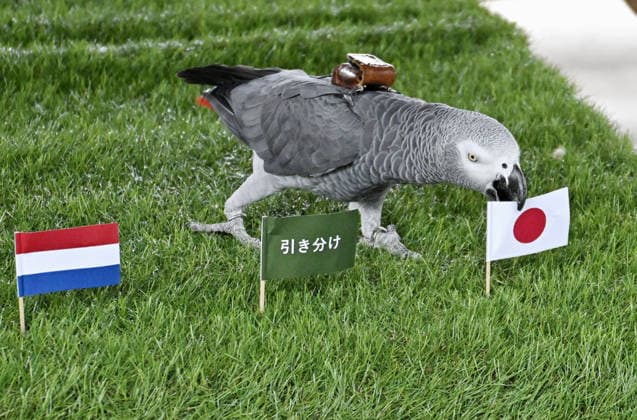 Football: 2026 World Cup Parrot Olivia picks up a Japanese flag at Nasu Animal Kingdom in Nasu in Tochigi Prefecture, eastern Japan, on June 11, 2026, predicting Japan will beat the Netherlands in their World Cup Group F match.  A14AA0005618396P