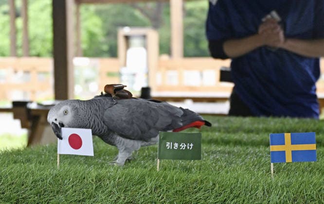 Football, FIFA World Cup 2026, Olivia animal oracle for the match between Japan and Sweden