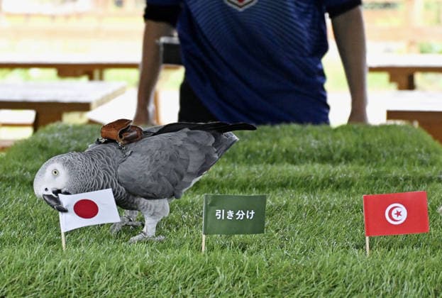 Football, FIFA World Cup 2026, Animal Oracle Olivia for the match Japan - Tunisia