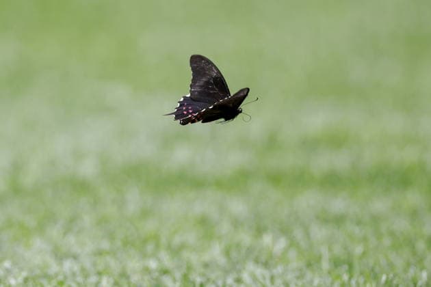MEXICO, MEXICO Mexico City - JUNE 11, 2026: A butterfly is seen during the 2026 FIFA World Cup, WM, Weltmeisterschaft, Fussball Group A football match between Mexico and South Africa at Mexico City Stadium FIFA World Cup 2026 Group Stage: Mexico Vs South Africa  - ZUMAt113 20260611_zaa_t113_447 Copyright: xMikhailxSinitsynx