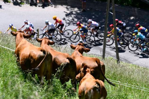 Tour Auvergne - Rhone-Alpes 2026 Stage 8 PLATEAU DE SOLAISON - BRISON, FRANCE - JUNE 14 : illustration picture cows during stage 8 of the 78th edition of Tour Auvergne - Rhone-Alpes an UCI World Tour 2.UWT cycling road race stage for Men Elite of 120.1 km with start in Beaufort and finish in Plateau de Solaison - Brison on June 14, 2026 in Plateau de Solaison - Brison, France, 14 06 2026 ( Motordriver Guy De Vuyst - Plateau de Solaison - Brison France  Copyright: xVincentxKalutx
