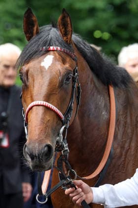 14 06 2026, Koeln, Nordrhein Westfalen, GER Englishman in portrait racecourse Koeln Weidenpesch horse, Englishman, Portrait, Portraet 260614S998KOELN JPG