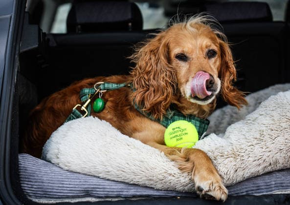ATP, Tennis Herren Men s Tournament, Elm Park Golf & Sports Club, Dublin 15 6 2026 2nd Round Qualifying Ammar Elamin vs Thanasi Kokkinakis Willow the dog in attendance at the tournament Willow the dog in attendance at the tournament 15 6 2026  Copyright: x INPHO TomxMaherx RDR_3557