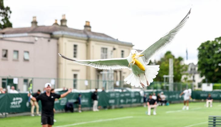 ATP, Tennis Herren Men s Tournament, Elm Park Golf & Sports Club, Dublin 16 6 2026 A seagull steals Conor Gannon™s banana from his bag during the game A seagull steals Conor Gannon™s banana from his bag during the game 16 6 2026  Copyright: x INPHO NickxElliottx NE1L8587