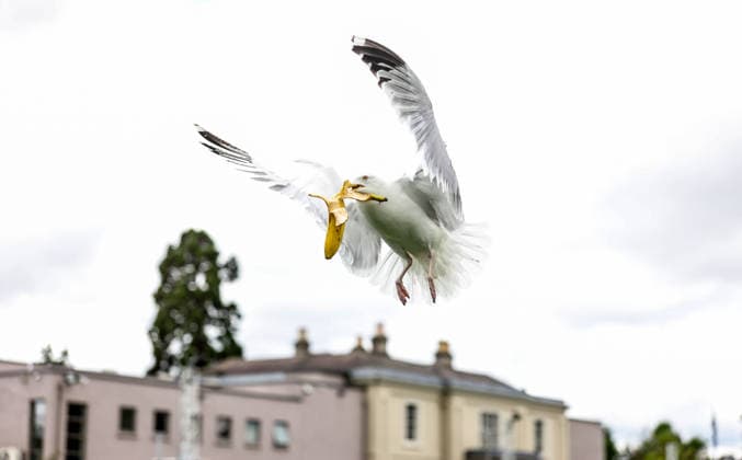 ATP, Tennis Herren Men s Tournament, Elm Park Golf & Sports Club, Dublin 16 6 2026 A seagull steals Conor Gannon™s banana from his bag during the game A seagull steals Conor Gannon™s banana from his bag during the game 16 6 2026  Copyright: x INPHO NickxElliottx NE1L8596