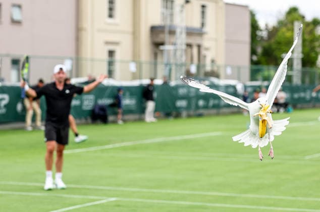 ATP, Tennis Herren Men s Tournament, Elm Park Golf & Sports Club, Dublin 16 6 2026 A seagull steals Conor Gannon™s banana from his bag during the game A seagull steals Conor Gannon™s banana from his bag during the game 16 6 2026  Copyright: x INPHO NickxElliottx NE1L8580 copy 2