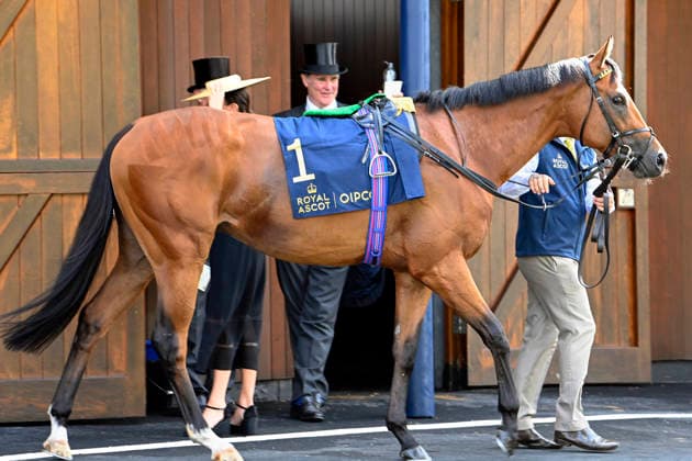 June 16, 2026, Ascot, Windsor, GBR Portrait of Bow Echo at Ascot Racecourse Horse, Bow Echo, Portrait, Portraet 260616C911ROYAL ASCOT JPG,detected_source_language