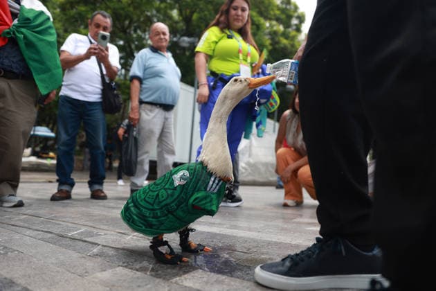 Merlin the duck, the unofficial mascot of the Mexican national team, Nationalteam MEXICO CITY, MEXICO - JUNE 16: Merlin the duck, wearing a Mexico national team jersey, walks alongside his owners outside the Palacio de Bellas Artes, in Mexico City, Mexico on June 16, 2026. Karla Gomez and her son Christian own Merlin, a duck that has gone viral on social media after appearing during celebrations by Mexican fans. The duck is often seen wearing a Mexico national team jersey and has been adopted by the public as an unofficial mascot of the Mexican team. Daniel Cardenas Anadolu Mexico City Mexico. Editorial use only. Please get in touch for any other usage.  Copyright: x2026xAnadoluxDanielxCardenasx
