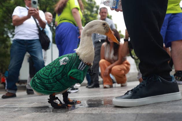 Merlin the duck, the unofficial mascot of the Mexican national team, Nationalteam MEXICO CITY, MEXICO - JUNE 16: Merlin the duck, wearing a Mexico national team jersey, walks alongside his owners outside the Palacio de Bellas Artes, in Mexico City, Mexico on June 16, 2026. Karla Gomez and her son Christian own Merlin, a duck that has gone viral on social media after appearing during celebrations by Mexican fans. The duck is often seen wearing a Mexico national team jersey and has been adopted by the public as an unofficial mascot of the Mexican team. Daniel Cardenas Anadolu Mexico City Mexico. Editorial use only. Please get in touch for any other usage.  Copyright: x2026xAnadoluxDanielxCardenasx