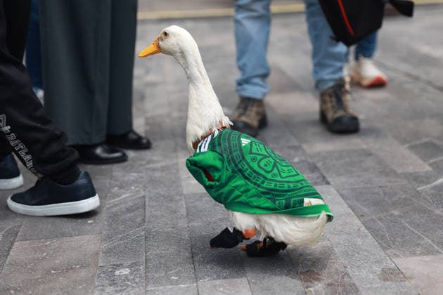 Merlin the duck, the unofficial mascot of the Mexican national team, Nationalteam MEXICO CITY, MEXICO - JUNE 16: Merlin the duck, wearing a Mexico national team jersey, walks alongside his owners outside the Palacio de Bellas Artes, in Mexico City, Mexico on June 16, 2026. Karla Gomez and her son Christian own Merlin, a duck that has gone viral on social media after appearing during celebrations by Mexican fans. The duck is often seen wearing a Mexico national team jersey and has been adopted by the public as an unofficial mascot of the Mexican team. Daniel Cardenas Anadolu Mexico City Mexico. Editorial use only. Please get in touch for any other usage.  Copyright: x2026xAnadoluxDanielxCardenasx